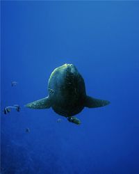 This Mola Mola was quitely sunbathing near the reef walls... by Anton Wihardja 